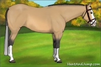 Horse Color:Buckskin Splash 