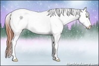 Horse Color:White Spotted Bay Snowflake Varnish