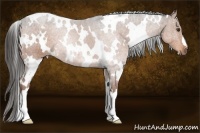 Horse Color:White Spotted Liver Chestnut 