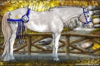 Horse Color:Liver Chestnut Sabino Frame Appaloosa 