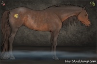 Horse Color:Liver Chestnut Rabicano 