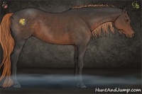 Horse Color:Liver Chestnut Sabino