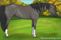Horse Color:Grullo Rabicano 