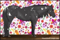 Horse Color:White Spotted Smoky Black
