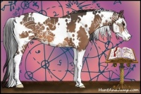 Horse Color:White Spotted Buckskin Sabino 