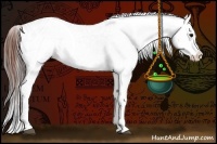 Horse Color:White Spotted Brown Dun Appaloosa 