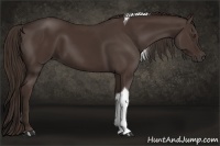 Horse Color:Liver Chestnut Tobiano