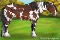 Horse Color:White Spotted Bay Sabino