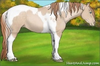Horse Color:Buckskin Pearl Tobiano