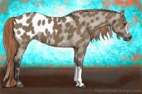 Horse Color:Liver Red Dun Appaloosa 