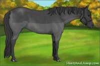 Horse Color:Smoky Blue Roan