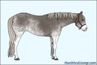 Horse Color:White Spotted Silver Black Sabino
