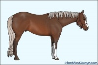 Horse Color:Silver Brown