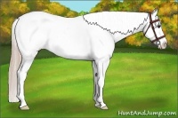 Horse Color:Palomino Sabino Frame Appaloosa