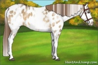 Horse Color:White Spotted Buckskin Dun Splash Appaloosa 