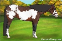 Horse Color:Bay Frame Appaloosa