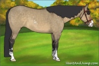 Horse Color:Brown Dun Sabino