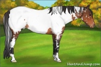 Horse Color:White Spotted Bay Snowcap Rabicano 