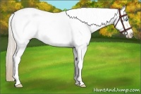 Horse Color:White Spotted Perlino Frame 