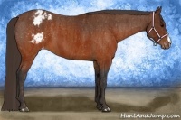 Horse Color:Brown Appaloosa  Brindle