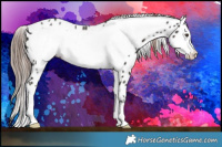 Horse Color:Liver Chestnut Frame Appaloosa