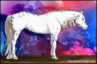 Horse Color:Liver Chestnut Frame Appaloosa 