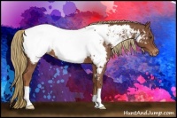 Horse Color:Chestnut Appaloosa