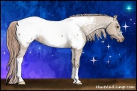 Horse Color:Red Dun Appaloosa 