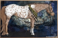 Horse Color:Chestnut Appaloosa