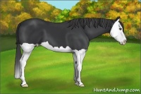 Horse Color:Black Splash