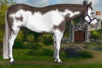 Horse Color:Liver Chestnut Sabino Splash Frame 