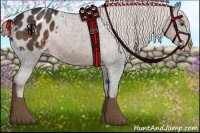 Horse Color:Liver Chestnut Sabino Appaloosa 
