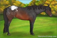 Horse Color:Brown Appaloosa 