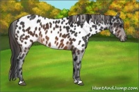 Horse Color:Brown Appaloosa