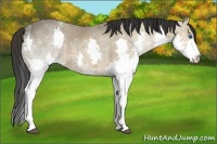 Horse Color:Bay Ice Roan Splash