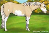 Horse Color:Silver Classic Champagne Dun Splash Frame 
