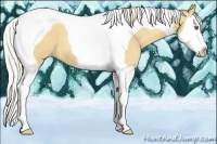 Horse Color:Silver Classic Champagne Dun Splash Tobiano 