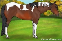 Horse Color:Bay Tobiano 