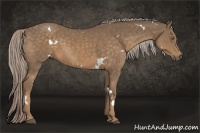 Horse Color:White Spotted Chocolate Palomino