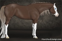 Horse Color:Liver Chestnut Sabino Splash 
