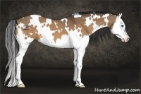 Horse Color:White Spotted Bay Dun Splash 