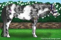 Horse Color:White Spotted Liver Chestnut Frame 