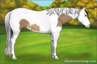 Horse Color:Bay Dun Splash Tobiano
