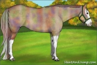 Horse Color:Nacre Liver Red Dun Splash 