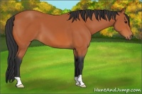 Horse Color:Bay 