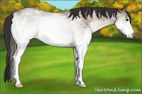 Horse Color:White Spotted Buckskin 