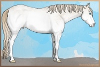 Horse Color:White Spotted Smoky Creme