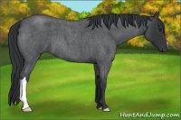 Horse Color:Blue Chinchilla Roan 