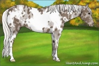 Horse Color:White Spotted Silver Smoky Black Appaloosa