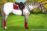 Horse Color:Buckskin Roan Appaloosa